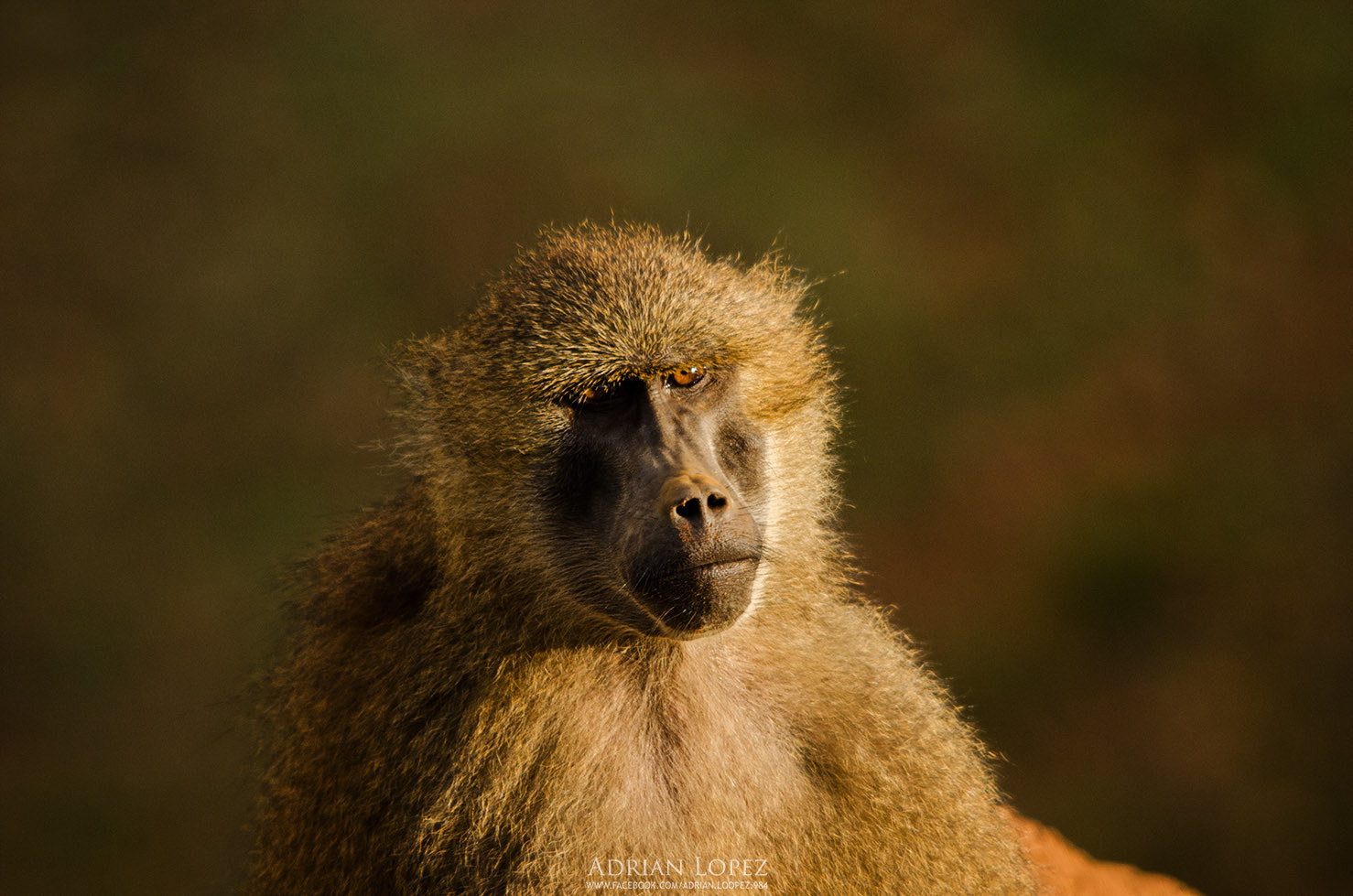 Sigma 150-500mm F5-6.3 DG OS HSM sample photo. Papión de guinea photography