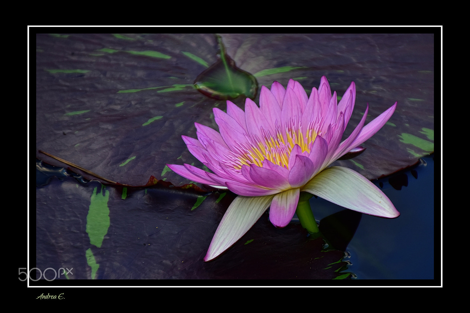 Nikon D7200 + Tamron 18-270mm F3.5-6.3 Di II VC PZD sample photo. Pretty lilac water lily photography