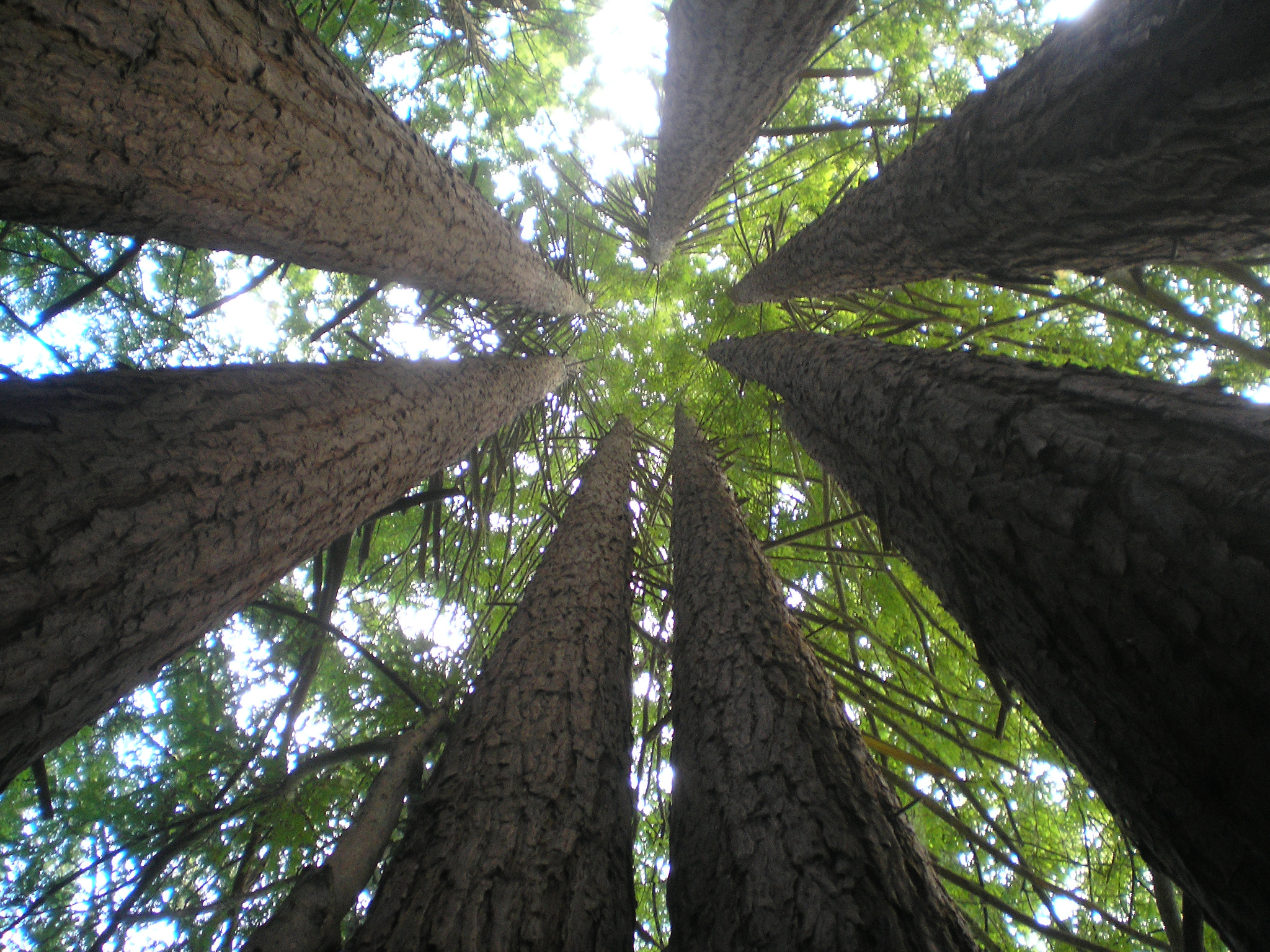 Olympus FE-130,X-720 sample photo. Redwood fairy ring photography