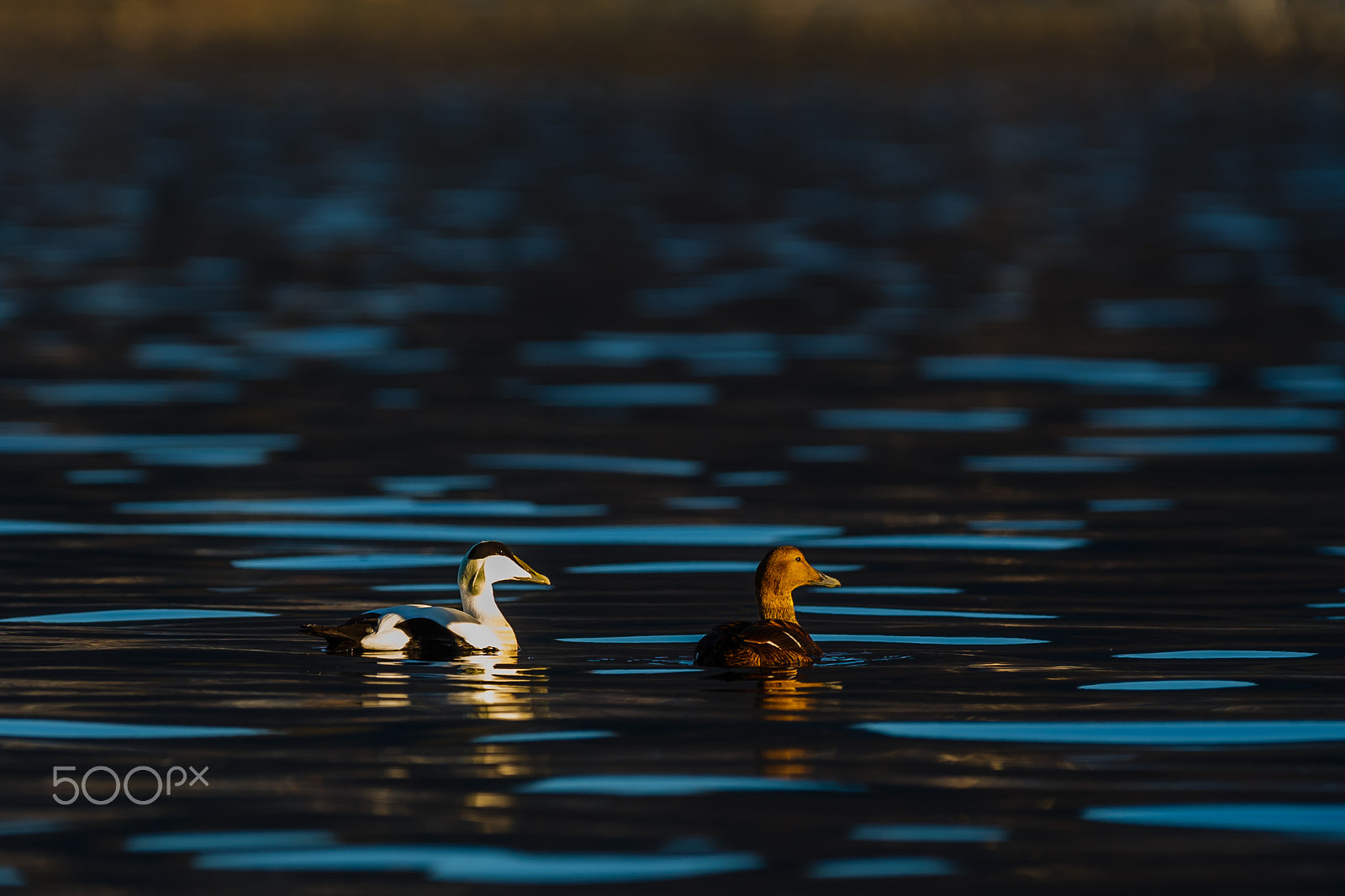 Canon EF 300mm F2.8L IS USM sample photo. Common eiders photography