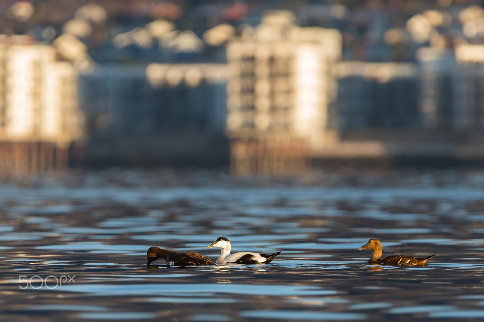 Canon EOS-1D X + Canon EF 300mm F2.8L IS USM sample photo. Urban eiders photography