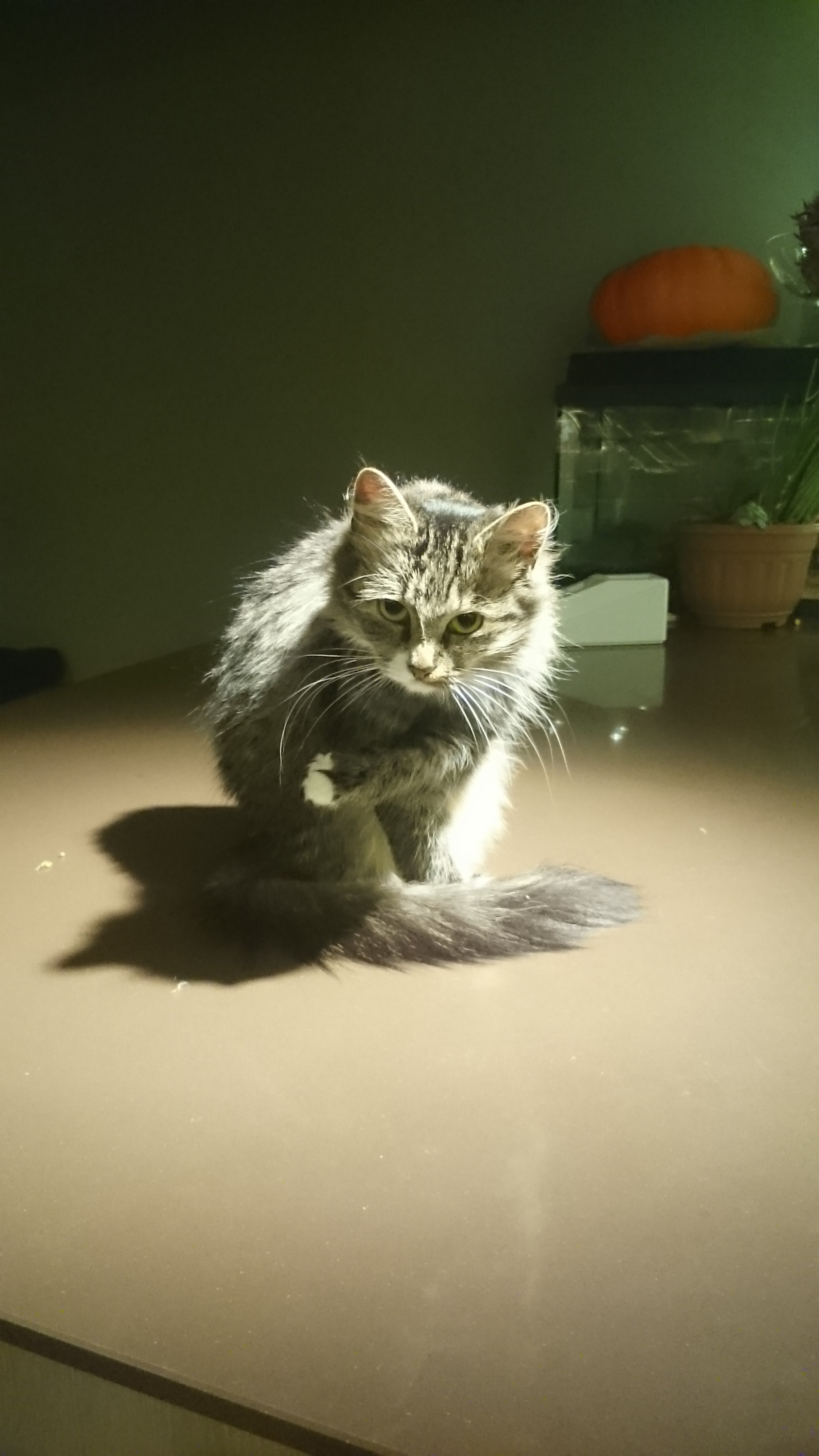 Sony Xperia Z Ultra sample photo. There's my boss' cat girl)  photography