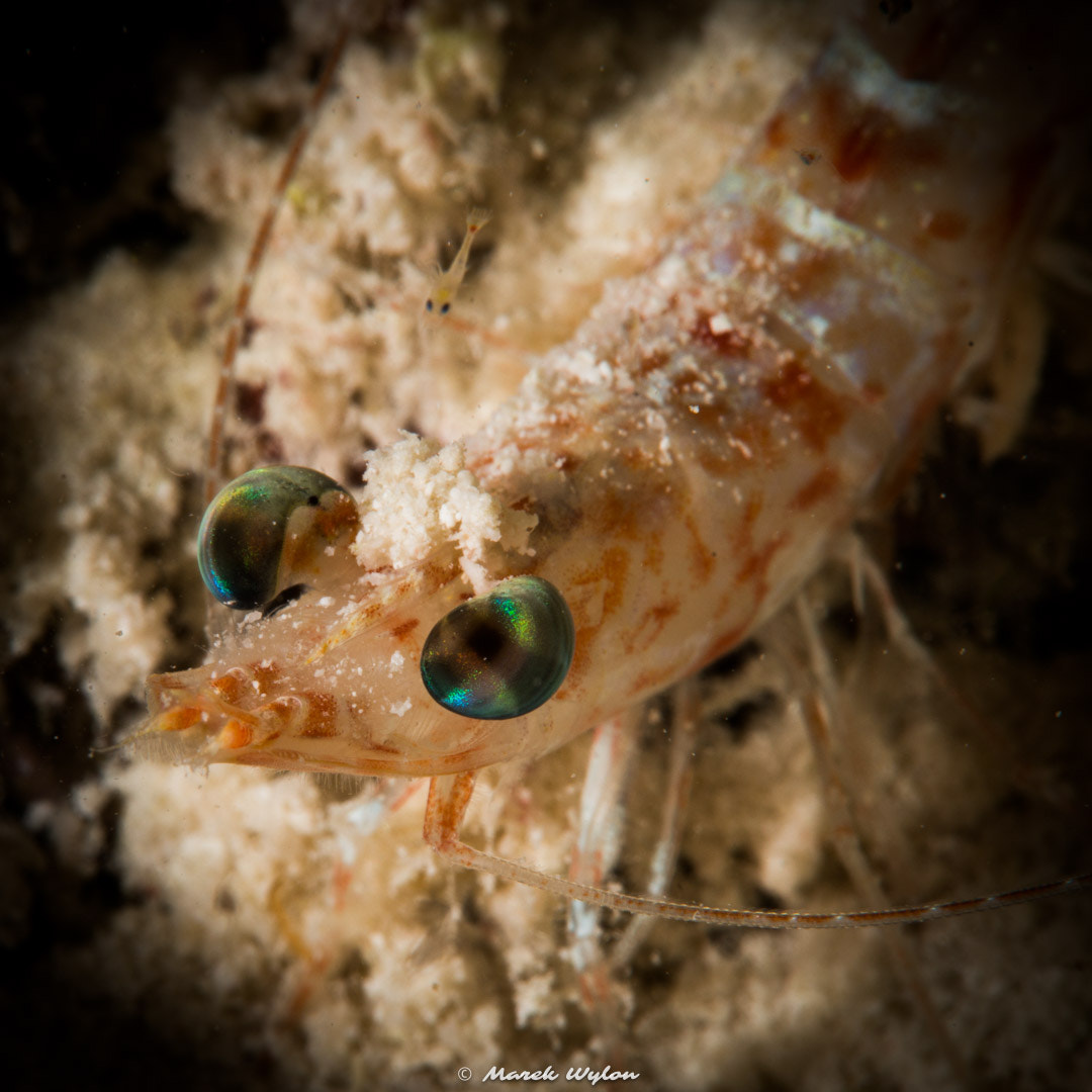 Nikon AF-S Micro-Nikkor 60mm F2.8G ED sample photo. Shrimp | maldives | 2014.04.07 photography