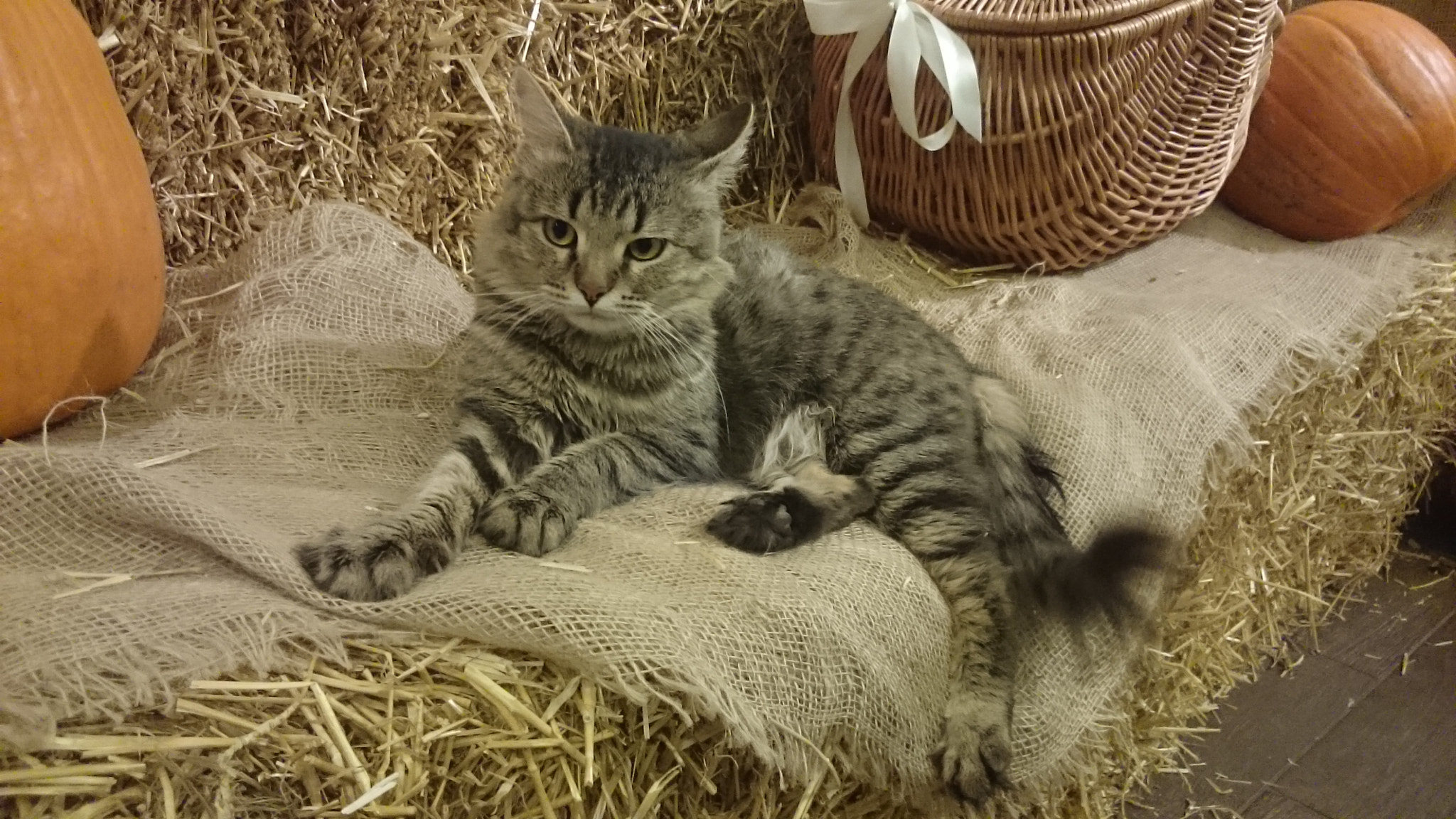 Sony Xperia Z Ultra sample photo. This is my boss' son))) photography