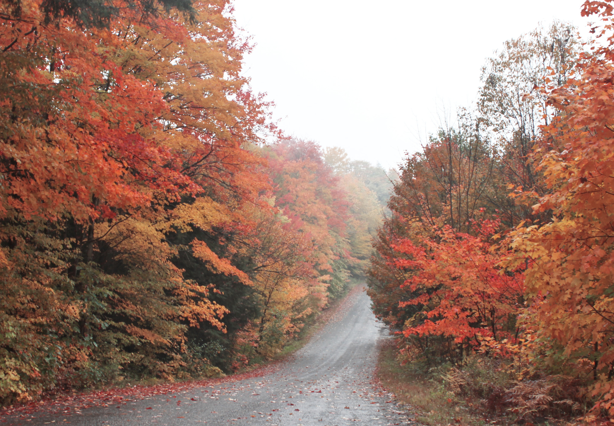 Canon EF 28-80mm f/3.5-5.6 USM IV sample photo. Road to red photography