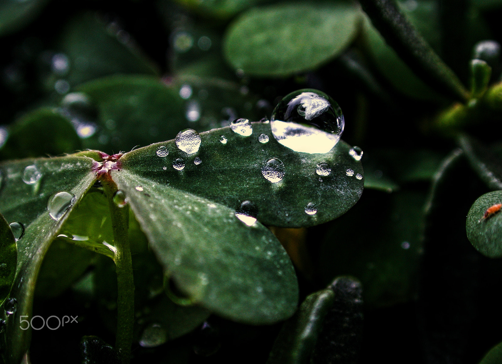 Nikon E990 sample photo. Oxalis ravendrop photography