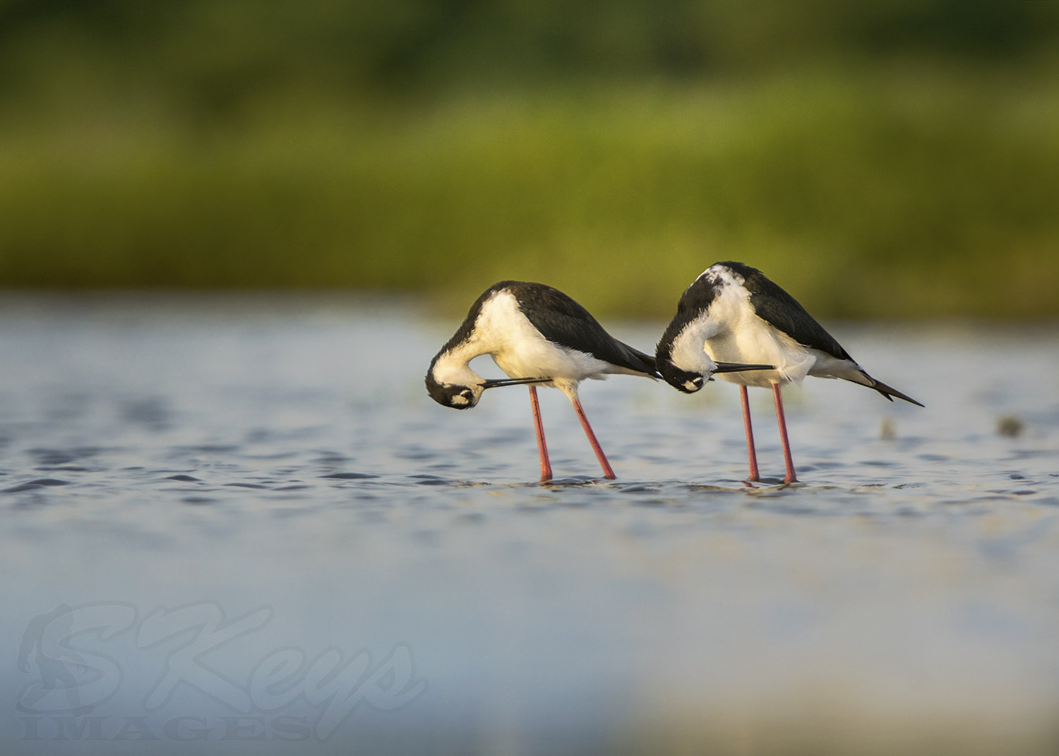 Sigma 500mm F4.5 EX DG HSM sample photo. Double bow or synchronicity (black-necked stilts) photography