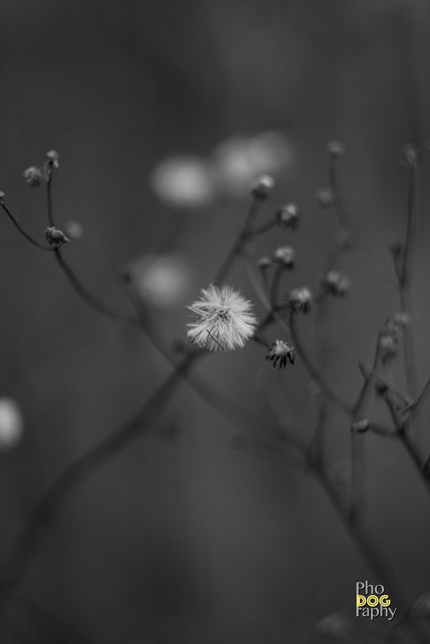 Canon EF 35-80mm f/4-5.6 sample photo. The plant photography