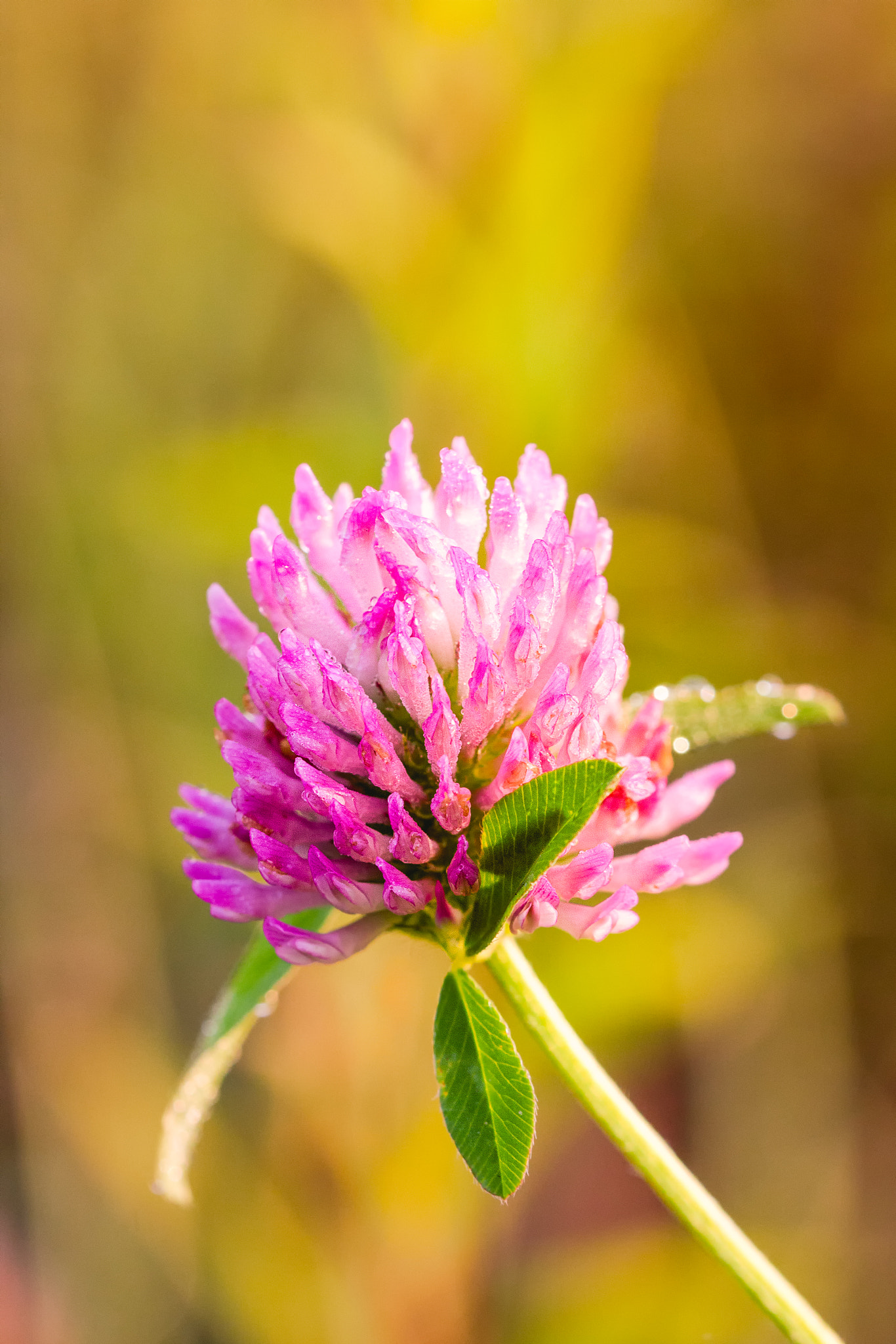 Sigma 105mm F2.8 EX DG OS HSM sample photo. Vibrant colors photography