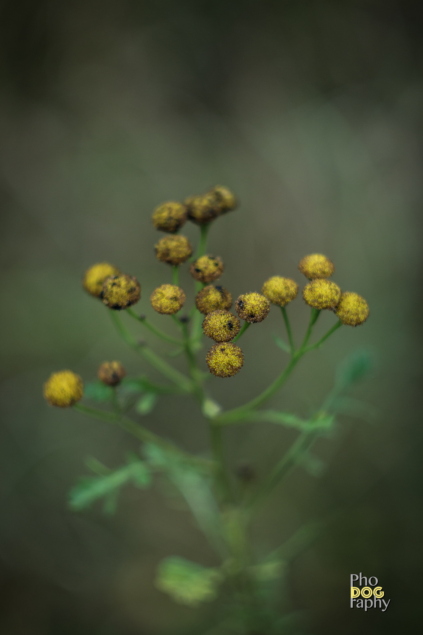 Canon EF 35-80mm f/4-5.6 sample photo. The plant ii photography