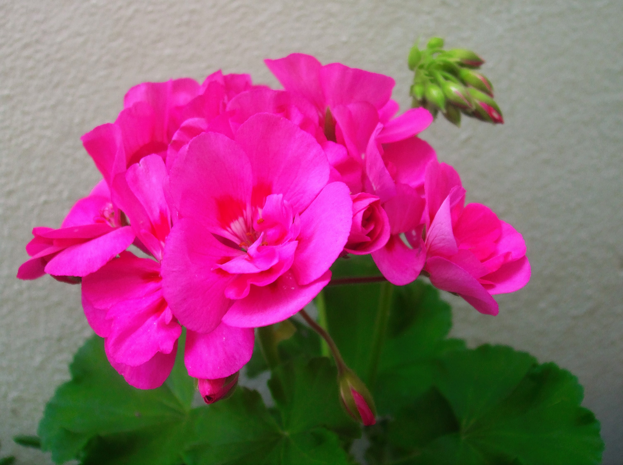 Fujifilm FinePix A820 sample photo. Pink geranium flower photography