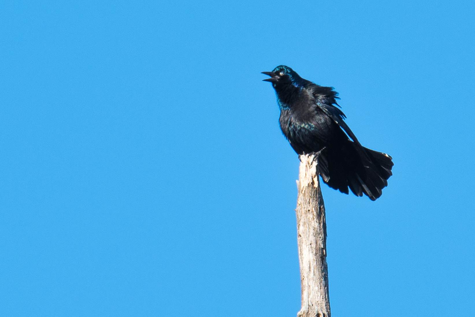 Nikon D500 + Sigma 50mm F2.8 EX DG Macro sample photo. Common grackle photography