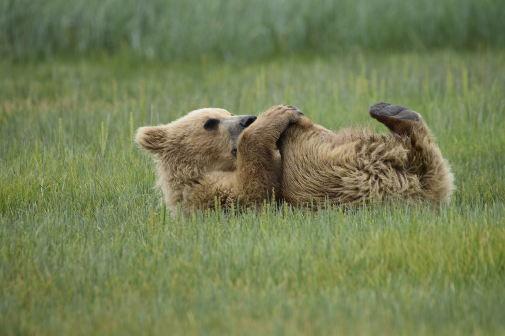 Sigma 50-500mm F4.5-6.3 DG OS HSM sample photo. Grizzly cub alaska photography
