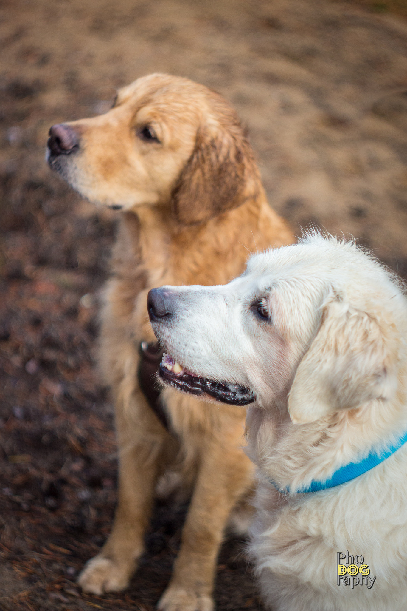 Canon EF 35-80mm f/4-5.6 sample photo. Bokeh retriever photography