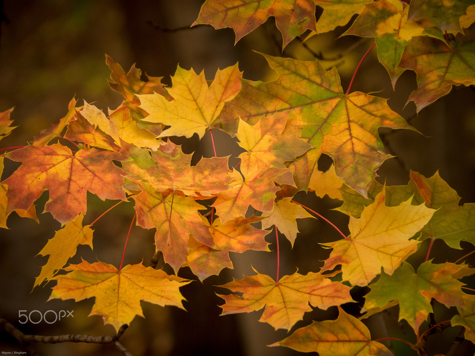 Olympus OM-D E-M1 sample photo. Maple photography