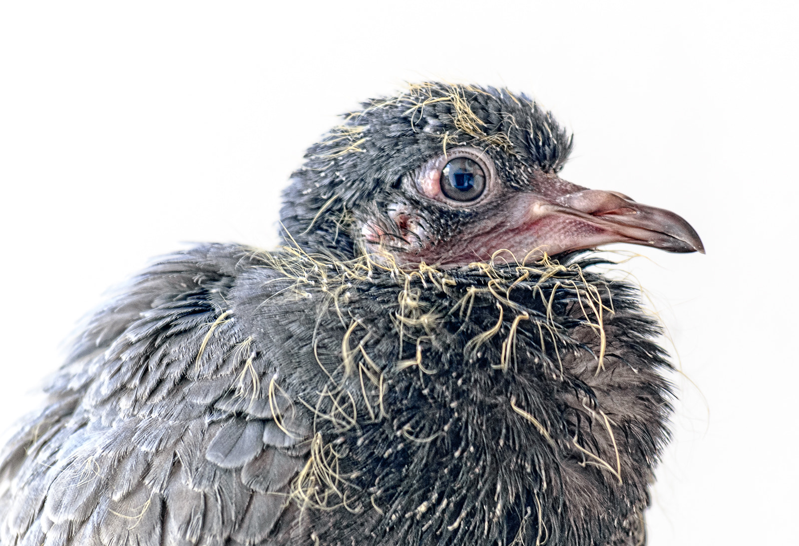 Nikon D40X sample photo. Chick photography