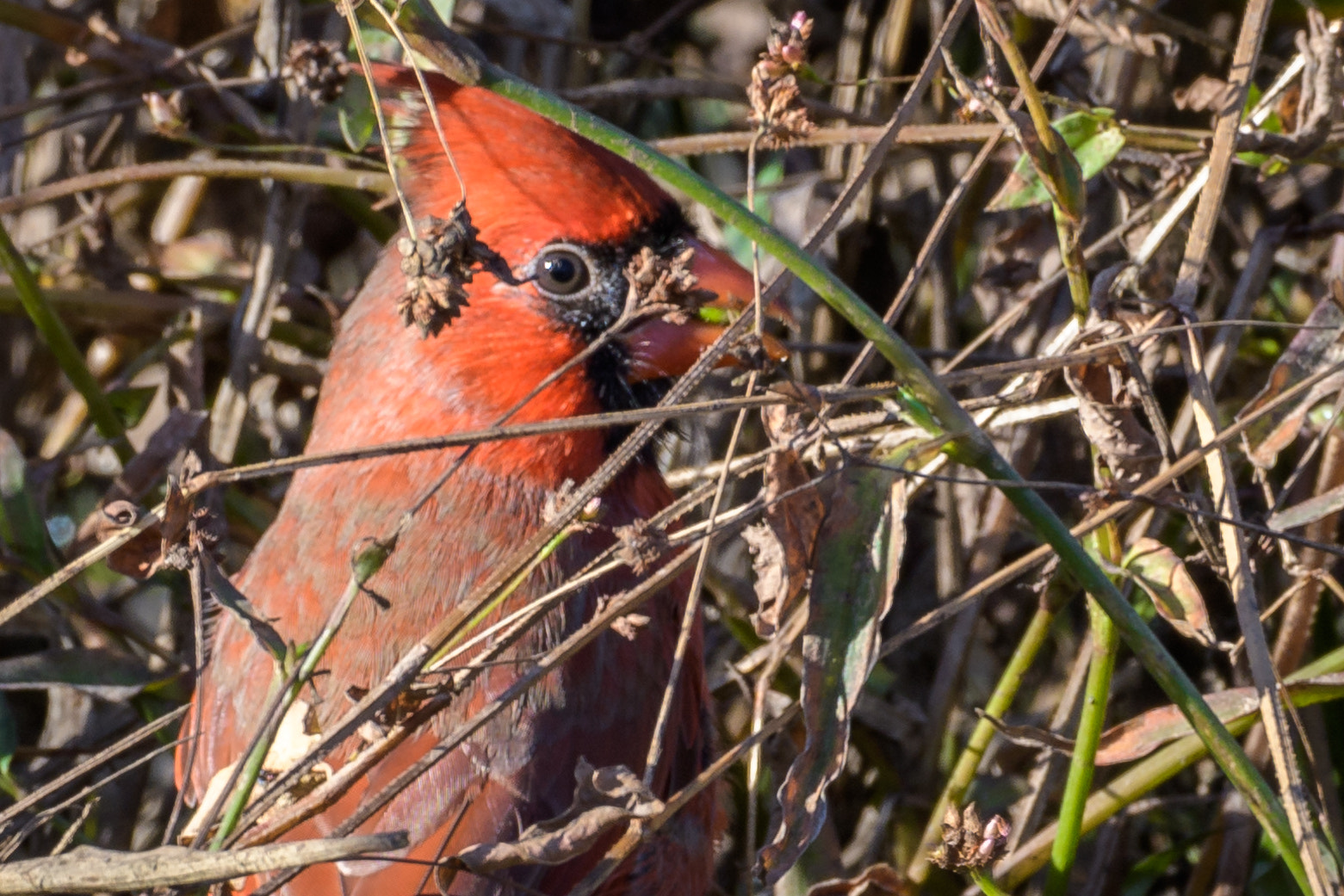 Nikon D500 + Sigma 50mm F2.8 EX DG Macro sample photo. Cardinal & seeds photography