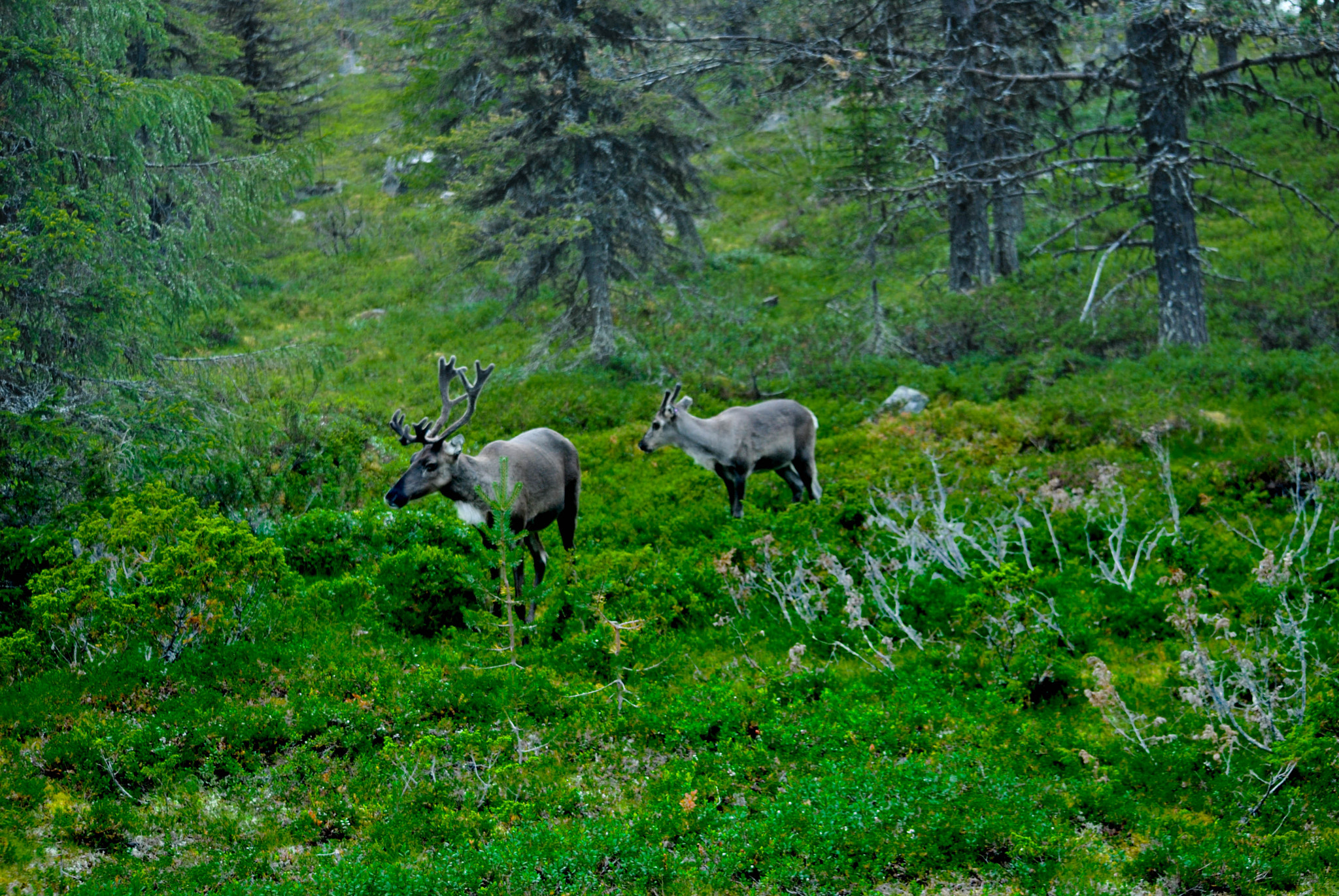Nikon D3000 sample photo. Laplandic reindeer photography