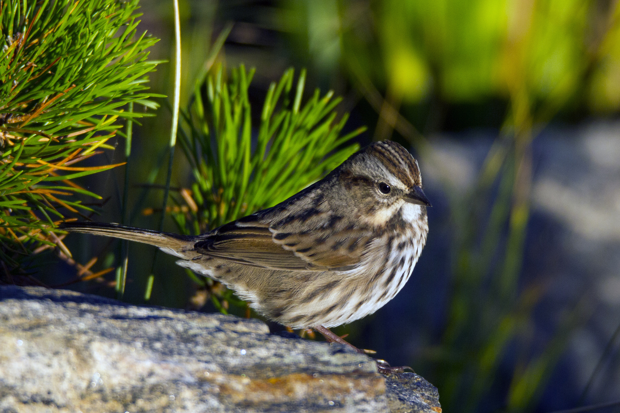150-600mm F5-6.3 DG OS HSM | Sports 014 sample photo. Lincoln's sparrow photography