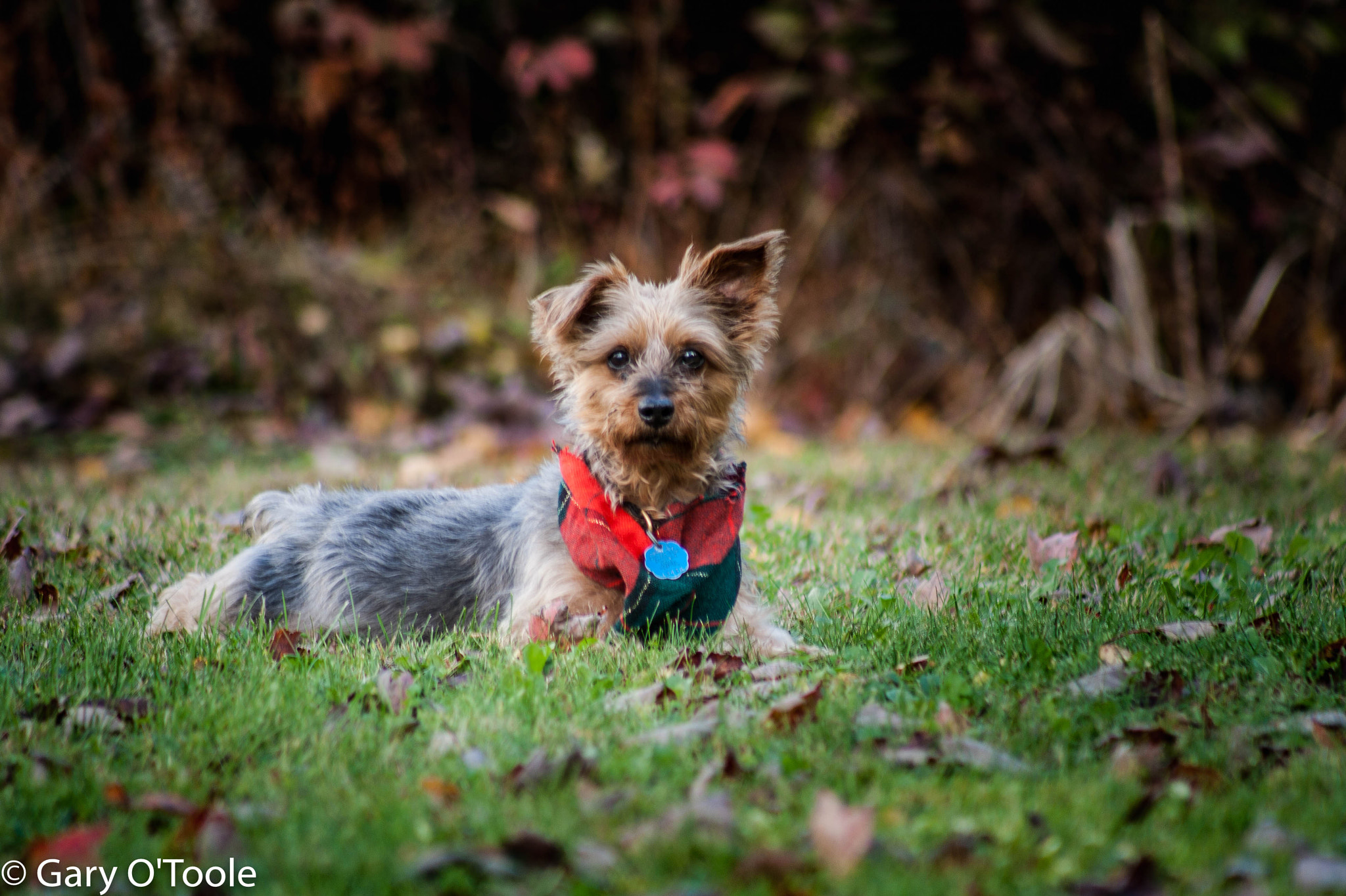 Canon EF 75-300mm f/4-5.6 USM sample photo. Mans best friend photography
