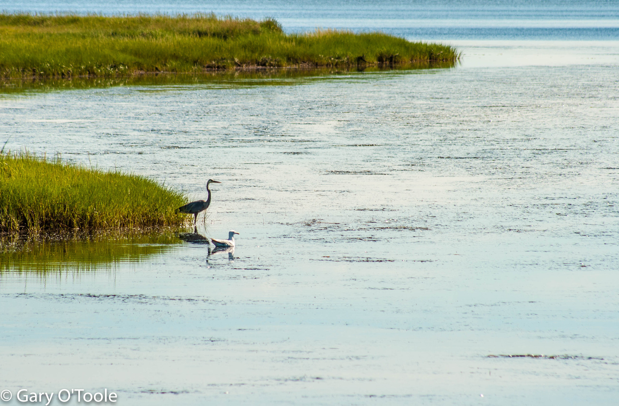 Canon EF 75-300mm f/4-5.6 USM sample photo. Feathered friends photography