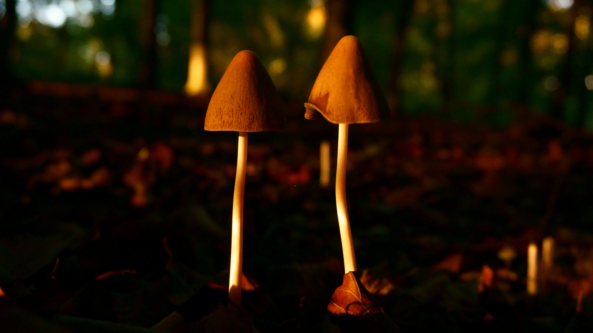 Sony Alpha NEX-6 + Sony E 18-50mm F4-5.6 sample photo. Cambridgeshire autumn photography