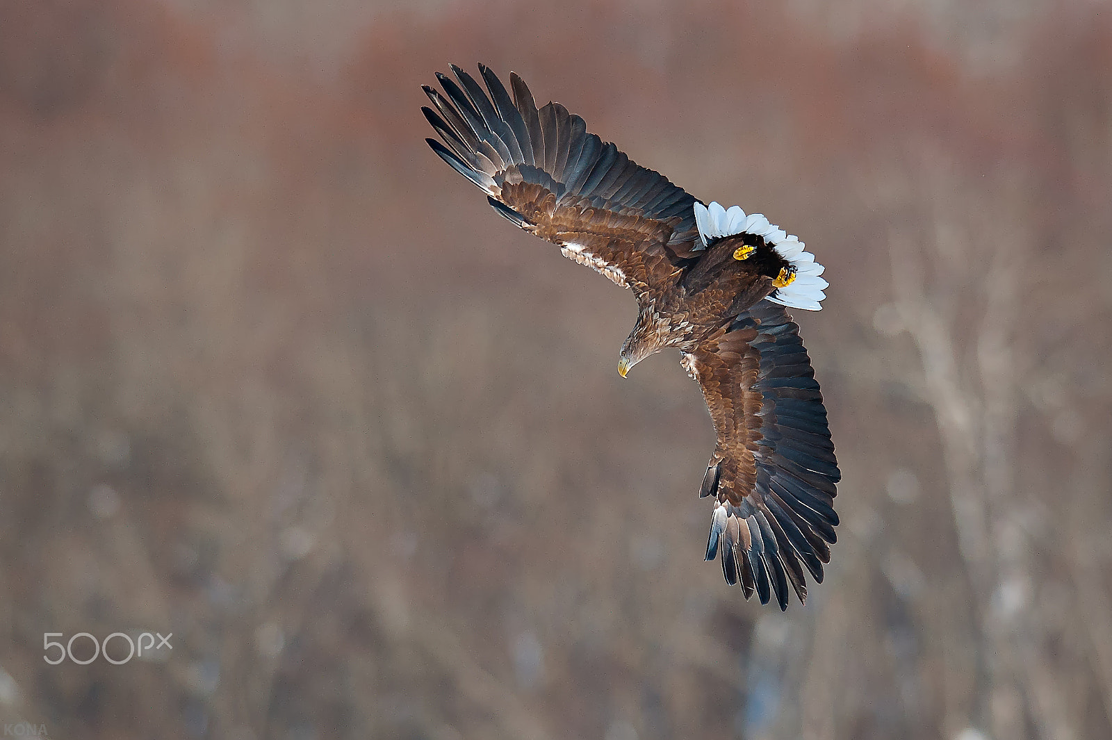 Nikon AF-S Nikkor 400mm F2.8G ED VR II sample photo. オジロ鷲　30430731572. photography