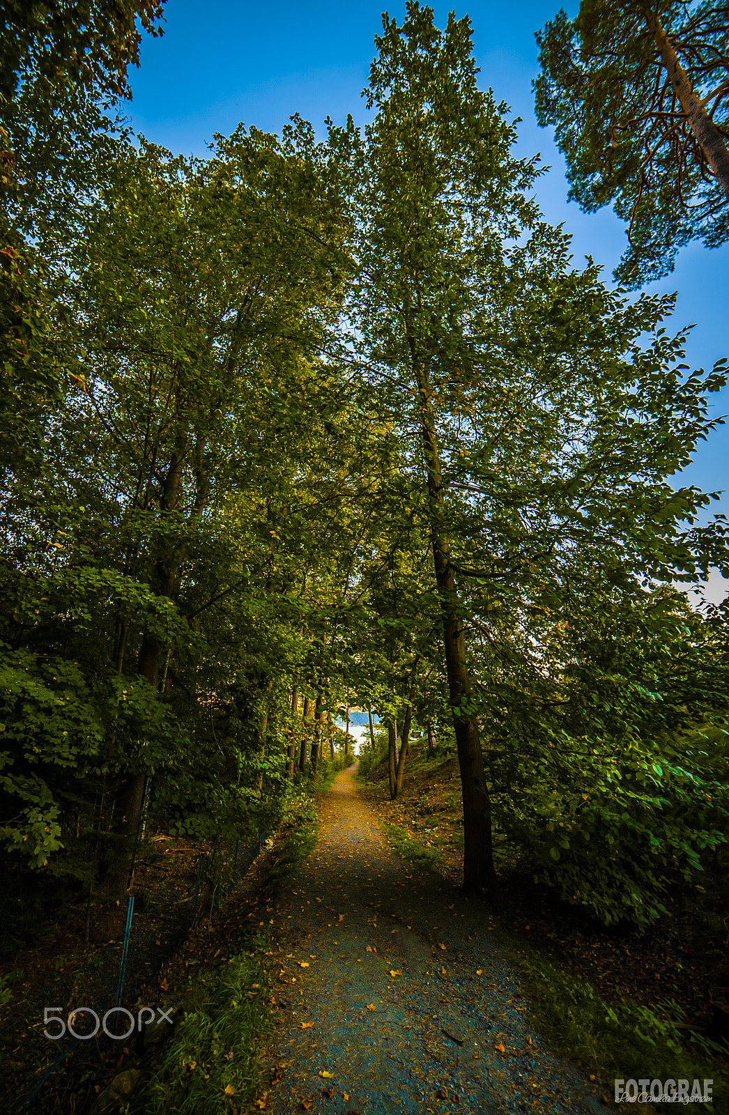 Nikon D3 sample photo. The pathway to autumn photography