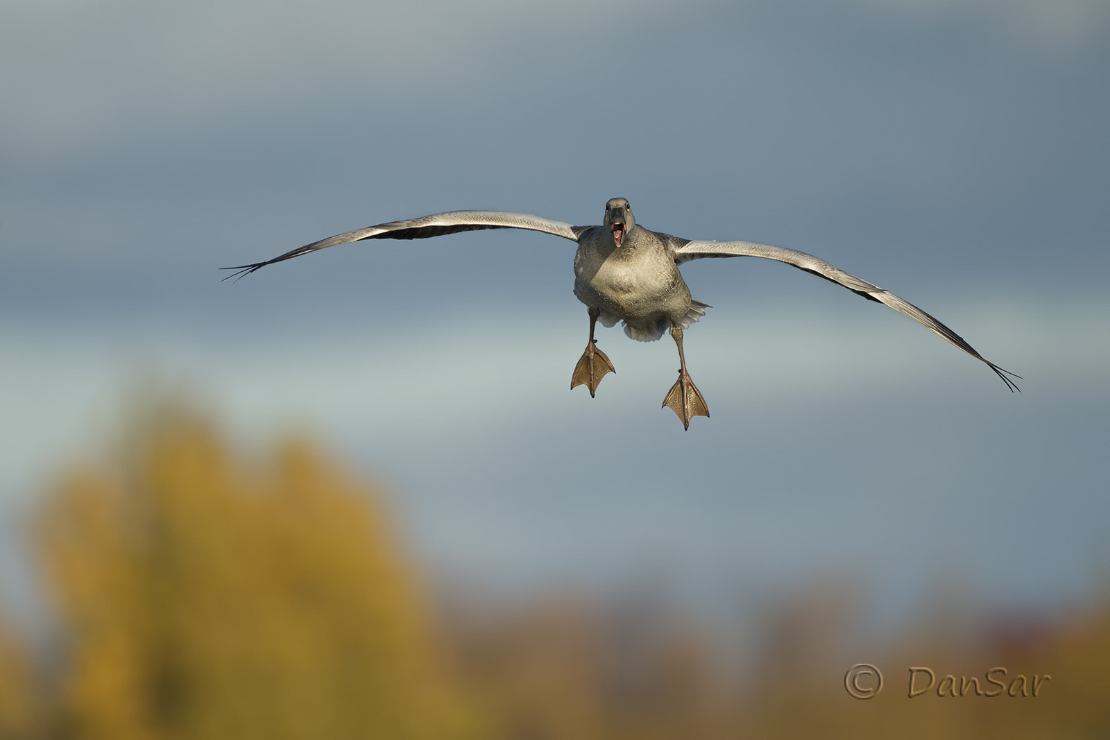 Canon EF 500mm F4L IS II USM sample photo. Dx photography