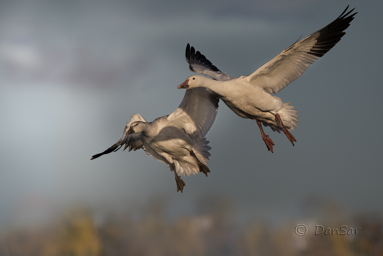 Canon EF 500mm F4L IS II USM sample photo. Dx photography