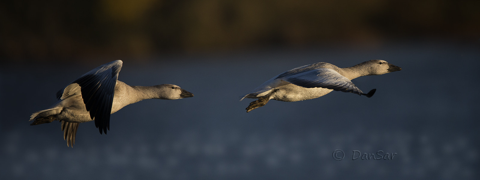 Canon EF 500mm F4L IS II USM sample photo. Dx photography