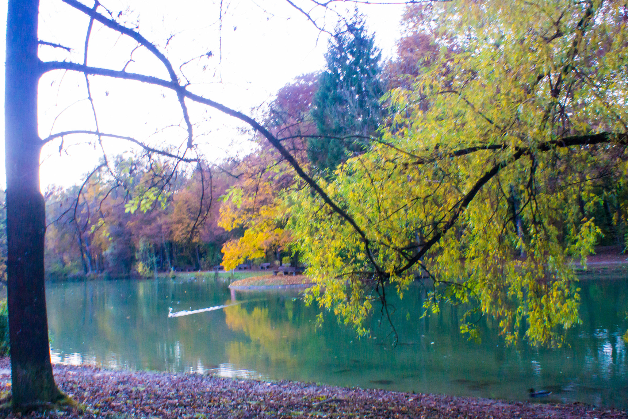Sony DT 18-70mm F3.5-5.6 sample photo. Herbst 2016 in hinterbrühl photography