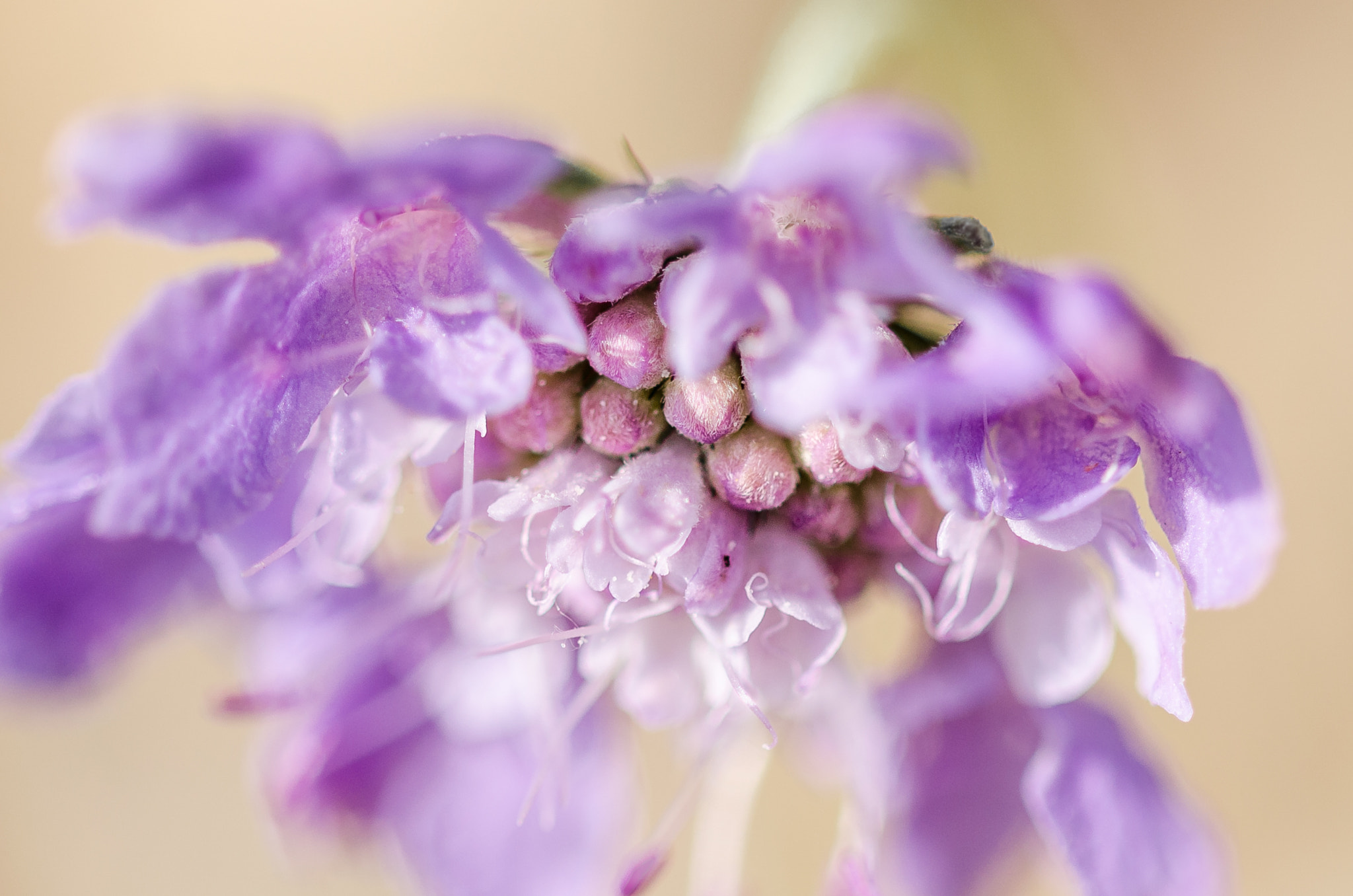 Sigma 105mm F2.8 EX DG OS HSM sample photo. Fleur pourpre photography
