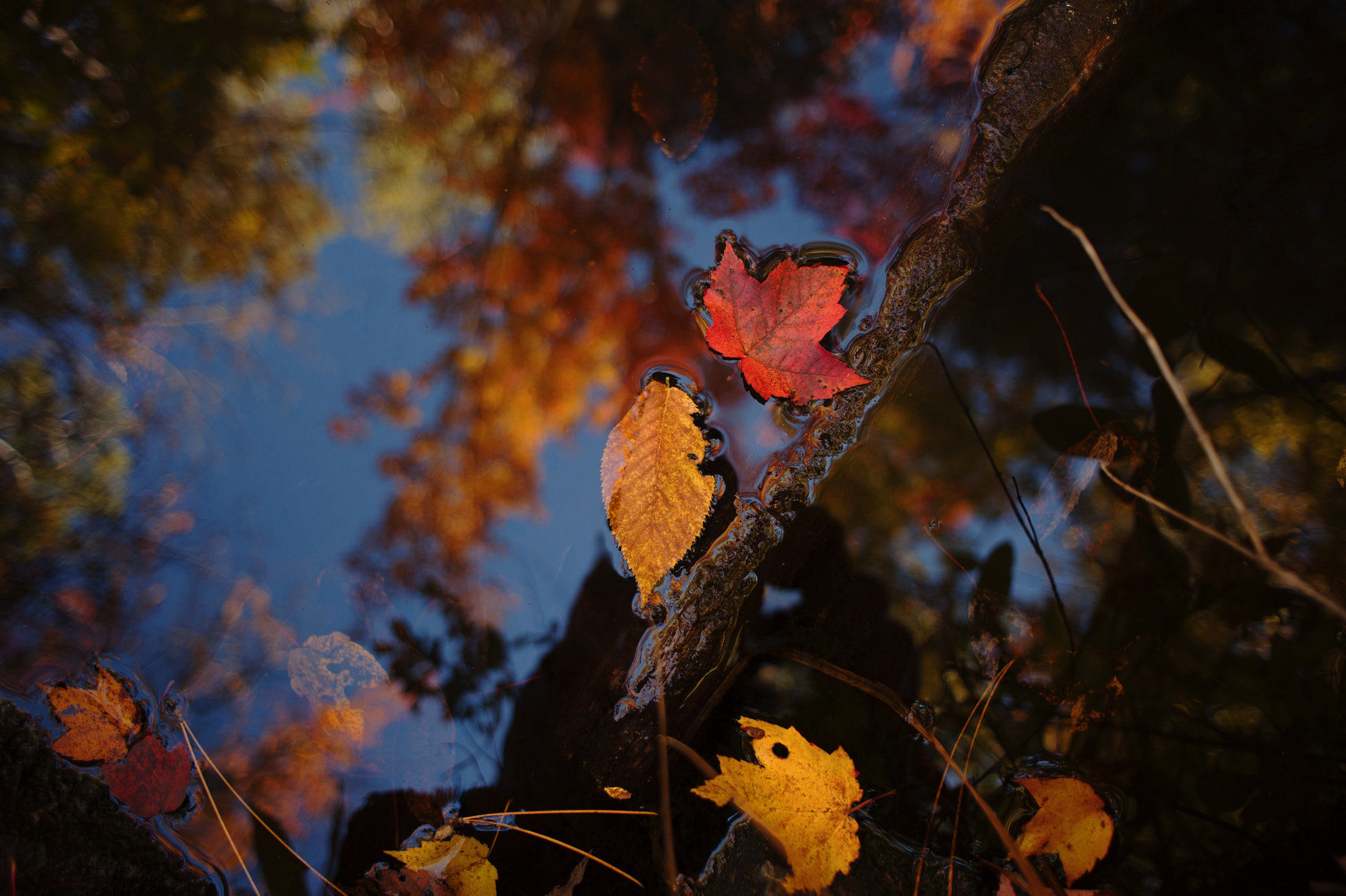 Nikon D700 + Nikon AF Nikkor 24mm F2.8D sample photo. Canada nature photography