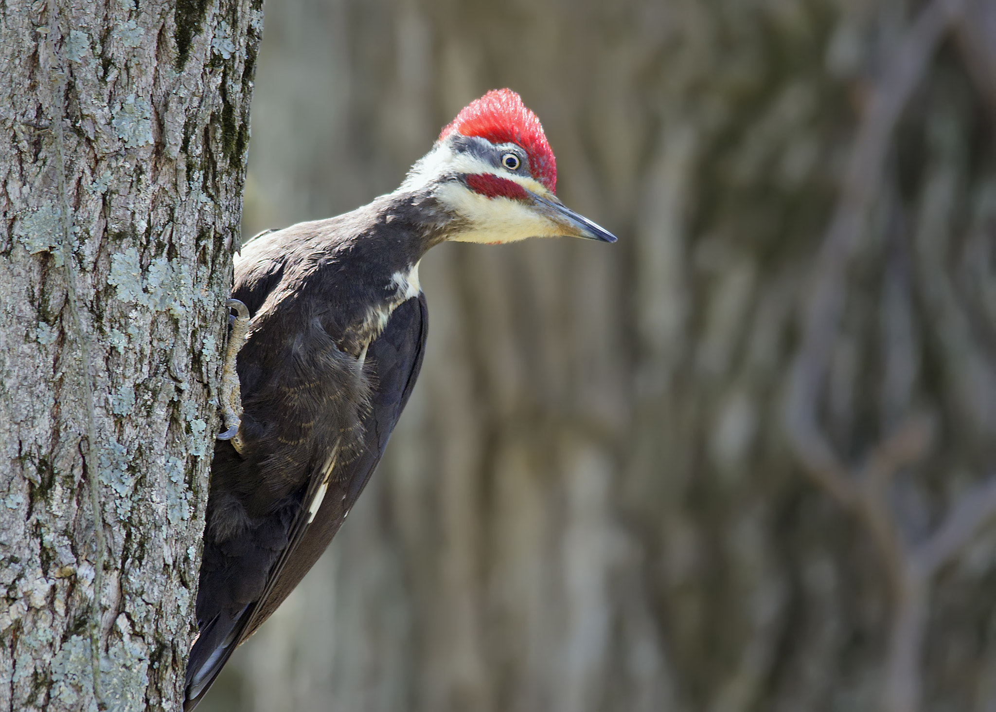 Sigma 150-500mm F5-6.3 DG OS HSM sample photo. Pileated woodpecker photography