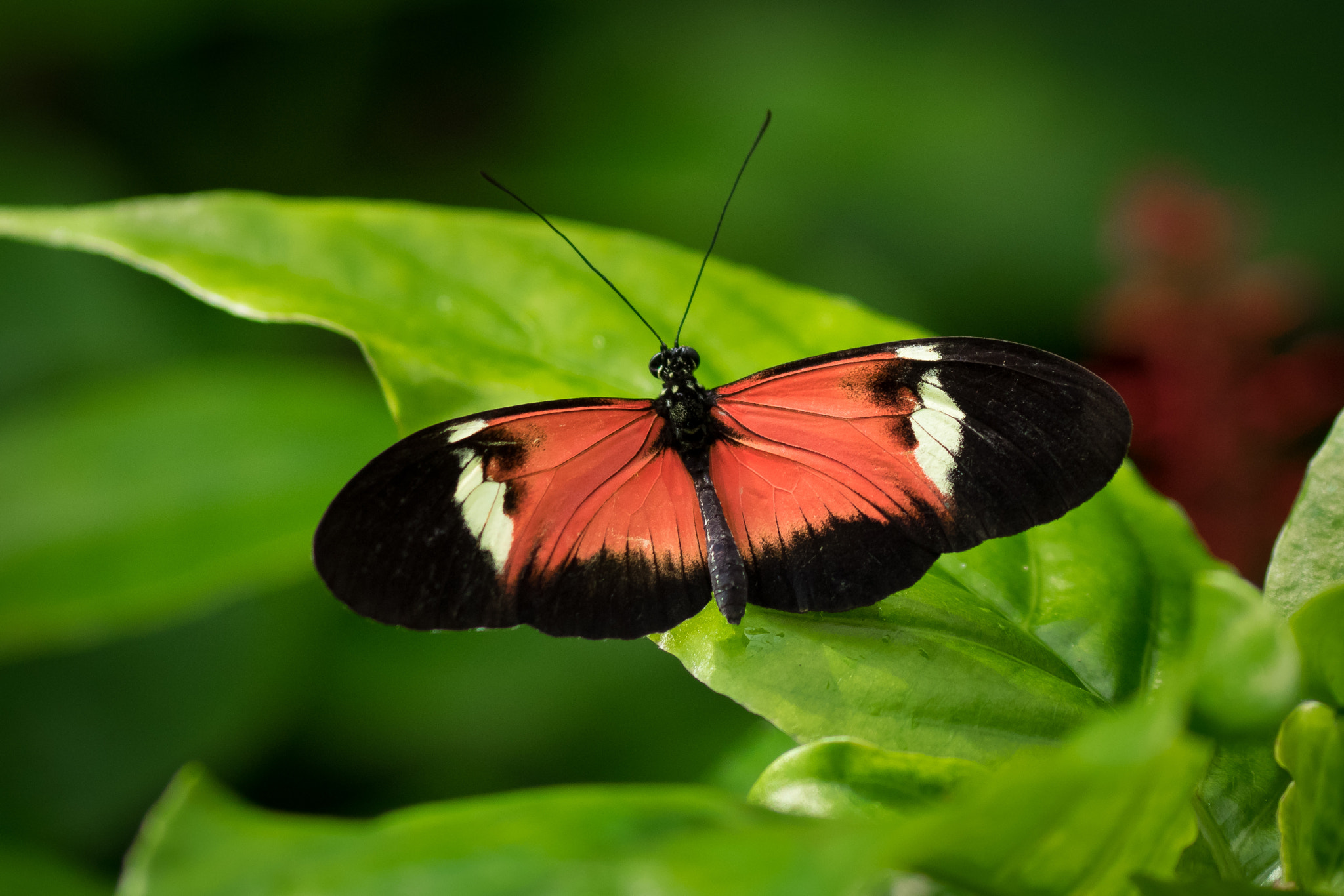 Olympus Zuiko Digital ED 70-300mm F4.0-5.6 sample photo. Heliconius sp. photography
