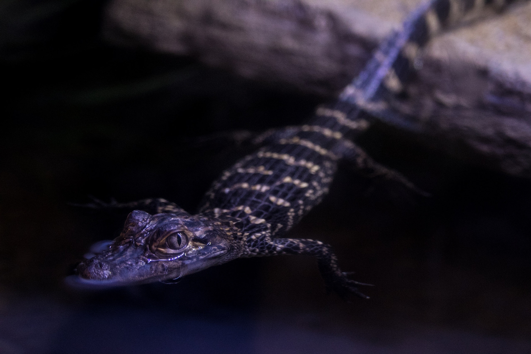 Canon EF-S 55-250mm F4-5.6 IS STM sample photo. Baby floater photography