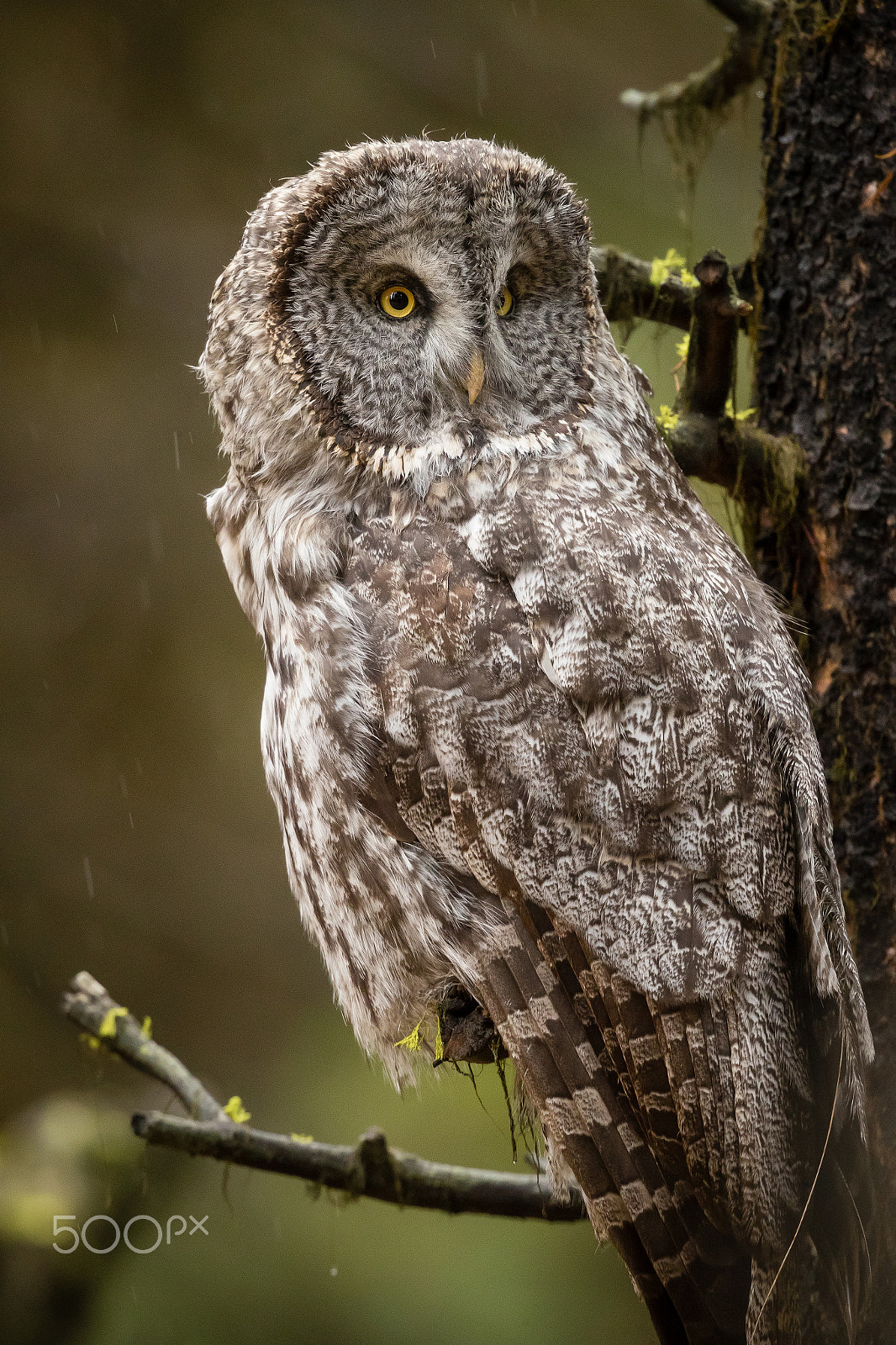 Canon EF 500mm F4L IS II USM sample photo. Great grey owl photography