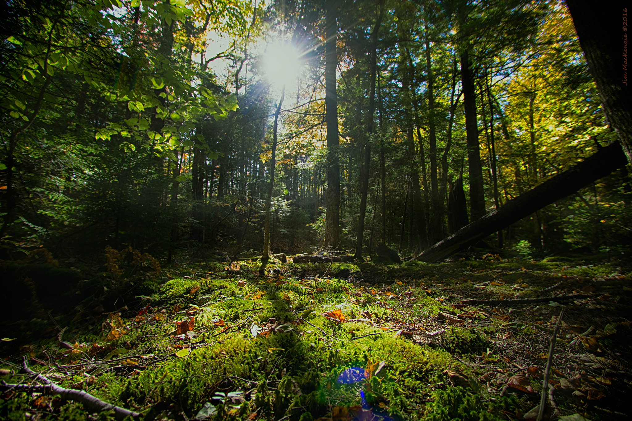 Canon EOS M3 sample photo. Hemlock ravines photography