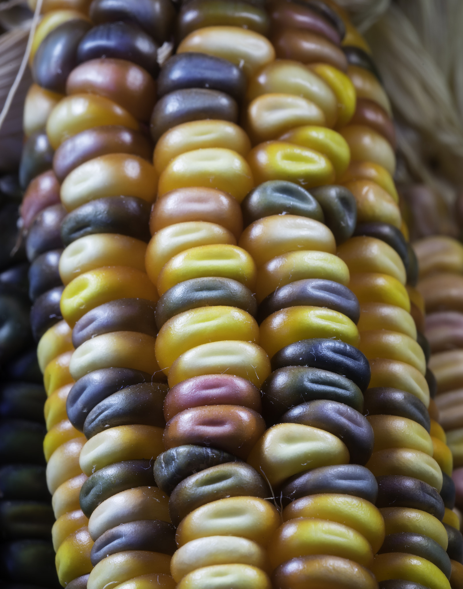 Sony a7 + Tamron SP 90mm F2.8 Di VC USD 1:1 Macro (F004) sample photo. Indian corn. photography