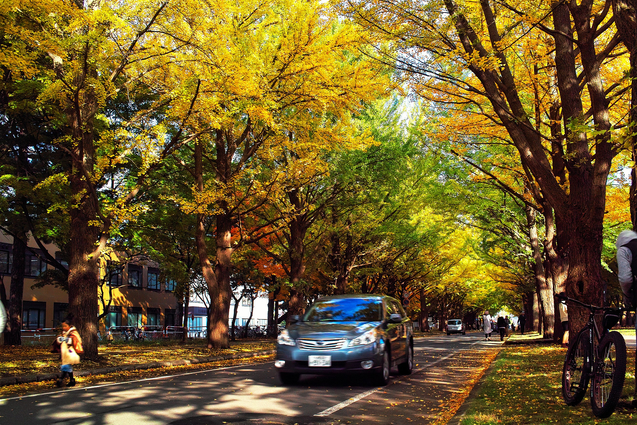 Sigma DP2 sample photo. Hokkaido universitys road photography