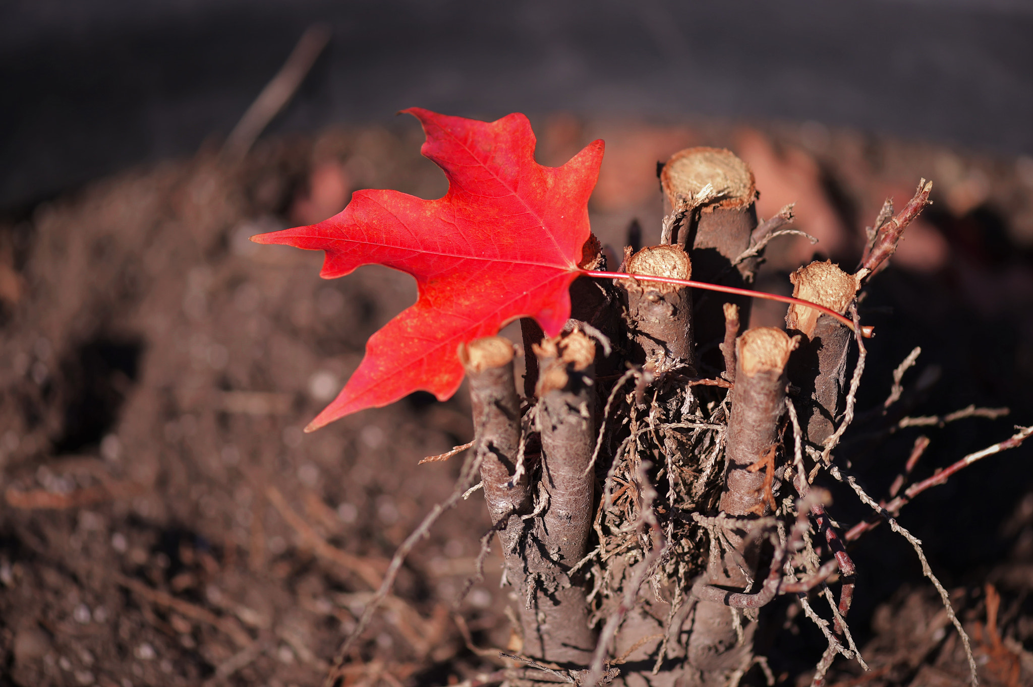 Nikon D4S + Nikon AF-S Micro-Nikkor 105mm F2.8G IF-ED VR sample photo. Red leaves photography
