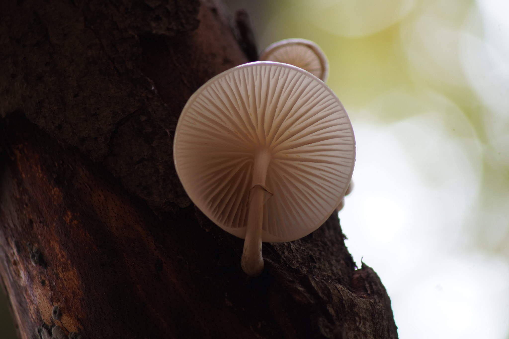 Sony 75-300mm F4.5-5.6 sample photo. Picccola presenza photography