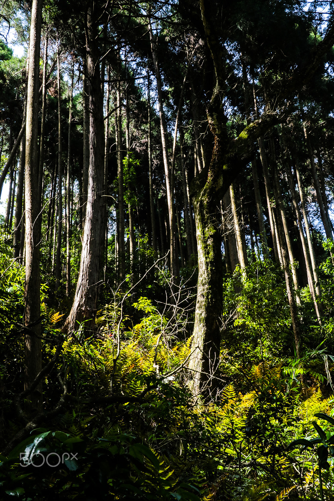 Canon EOS 760D (EOS Rebel T6s / EOS 8000D) sample photo. Shiny forest photography
