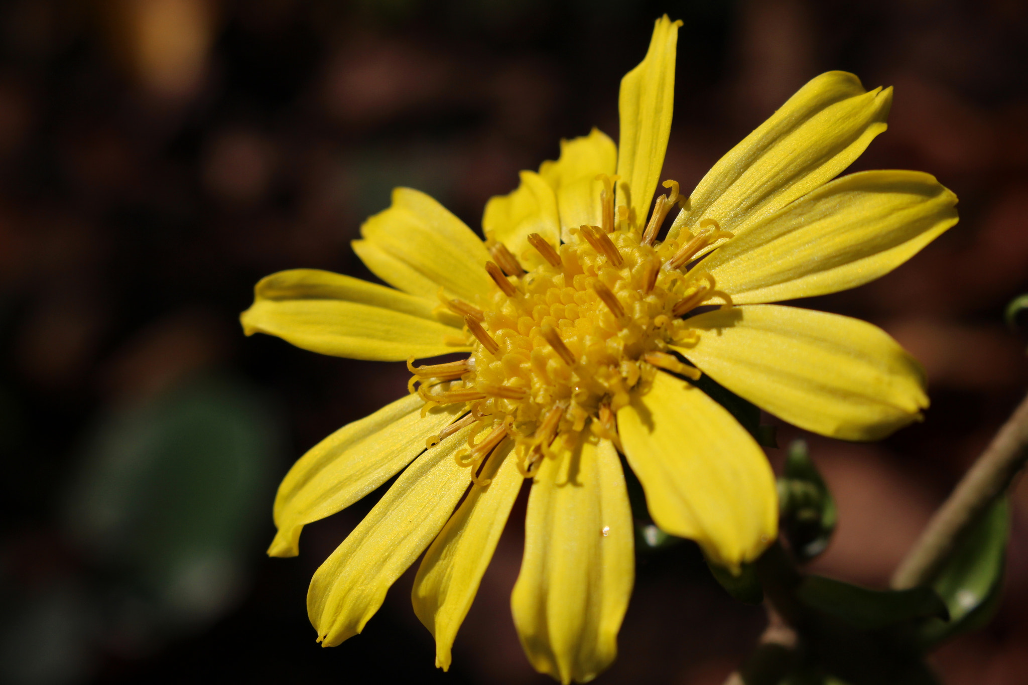 Canon EOS 700D (EOS Rebel T5i / EOS Kiss X7i) + Canon EF-S 18-55mm F3.5-5.6 IS STM sample photo. Yellow flower photography