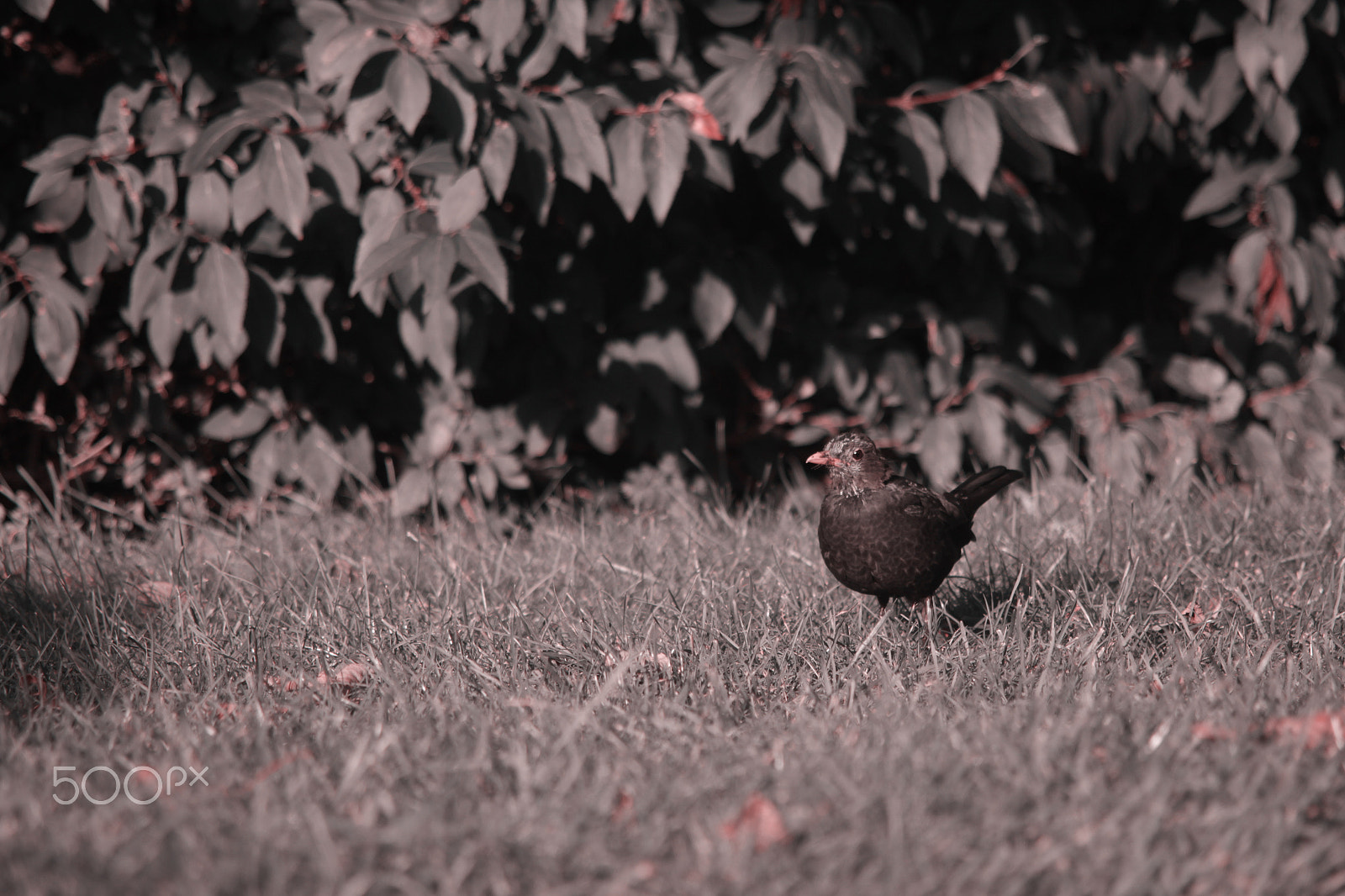 Canon EF 35-135mm f/4-5.6 USM sample photo. Wild photography