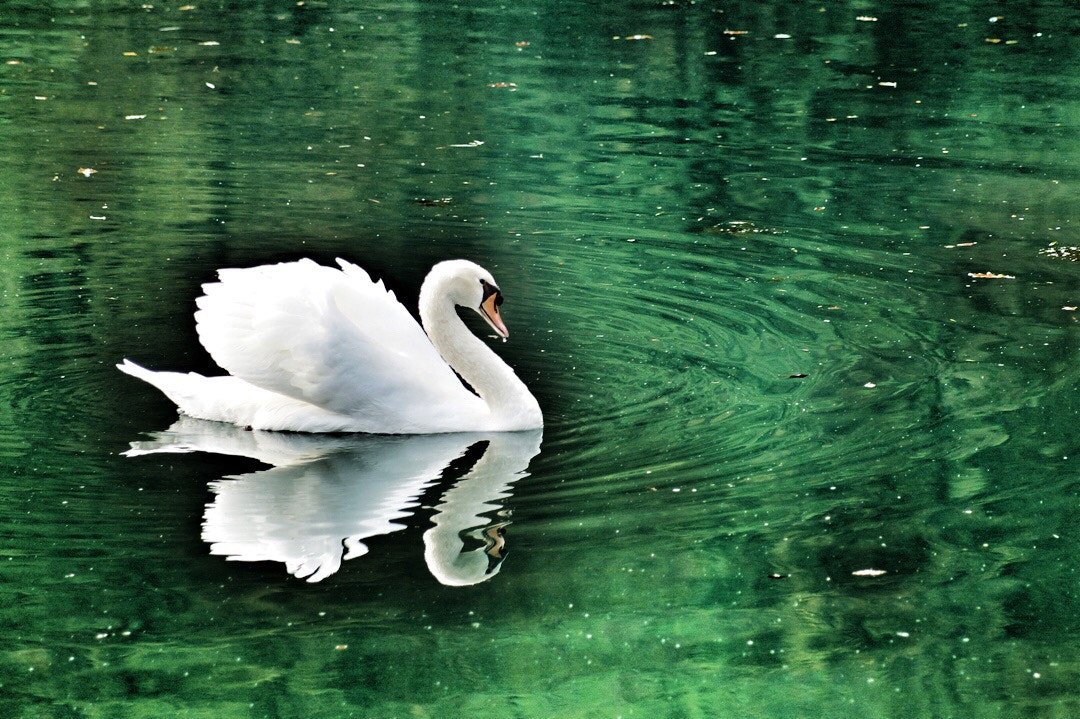 Sony 75-300mm F4.5-5.6 sample photo. Cigno padrone photography