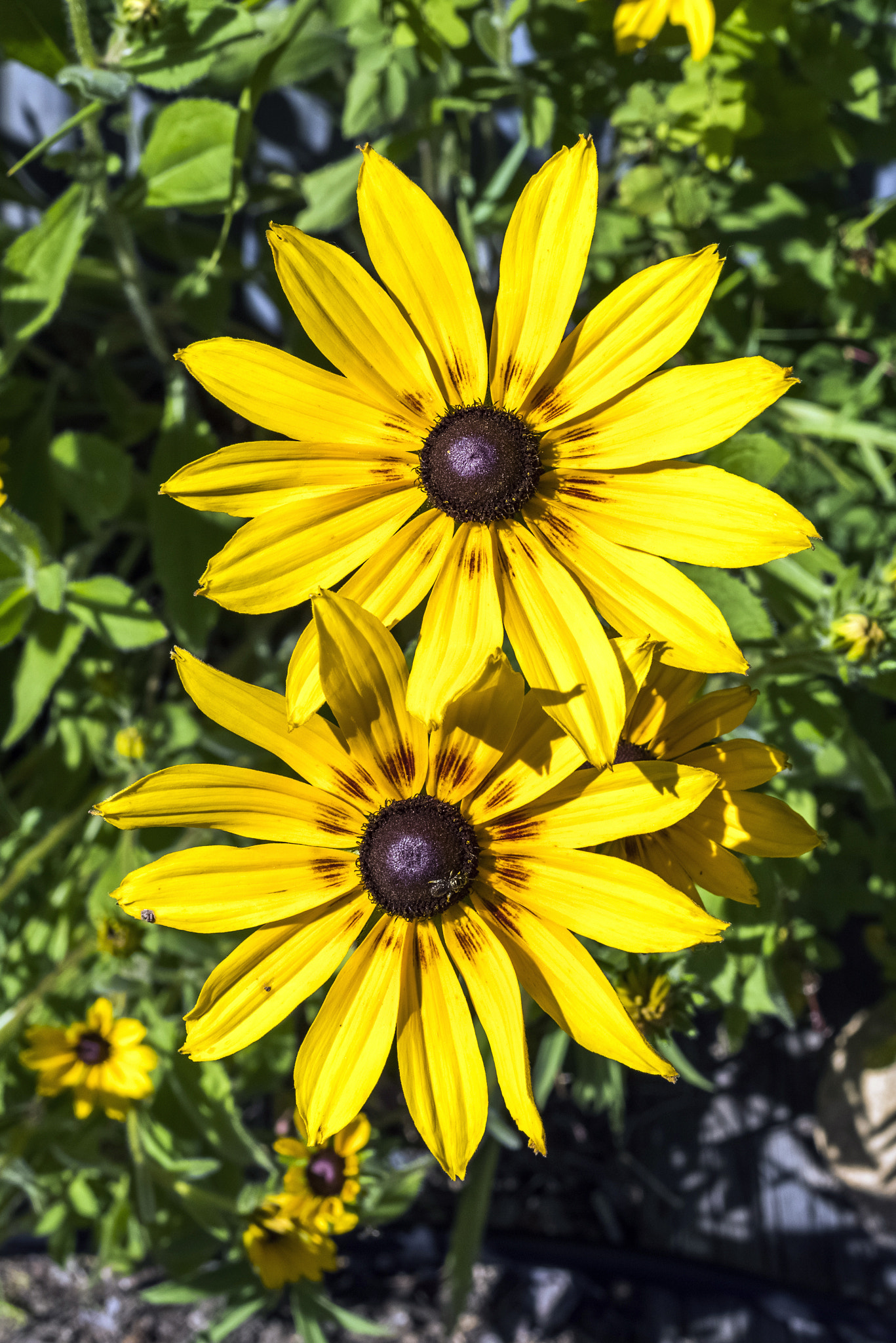 Pentax K-1 sample photo. Yellow susans photography