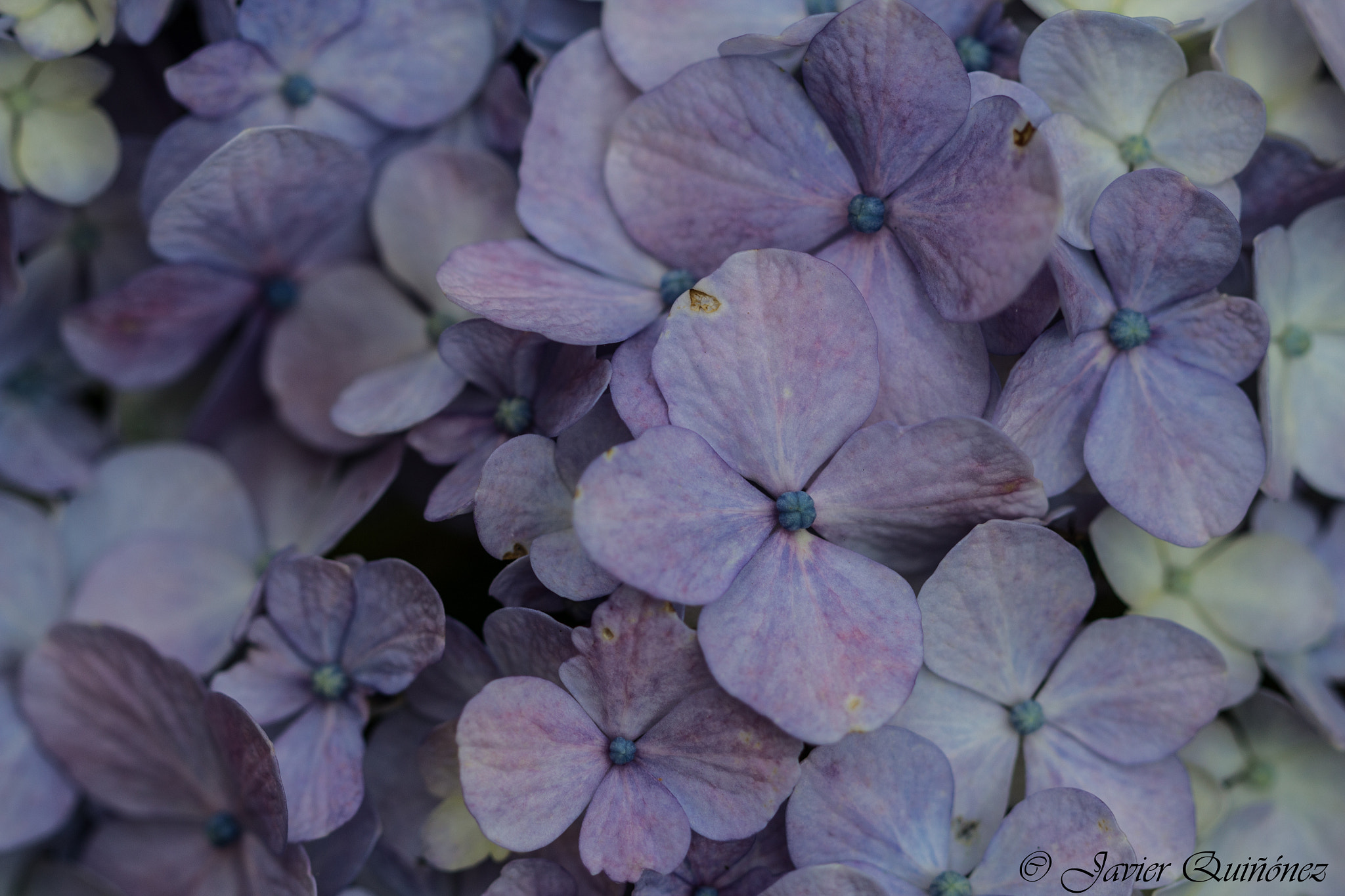 Canon EF 100mm F2.8 Macro USM sample photo. Flowers photography