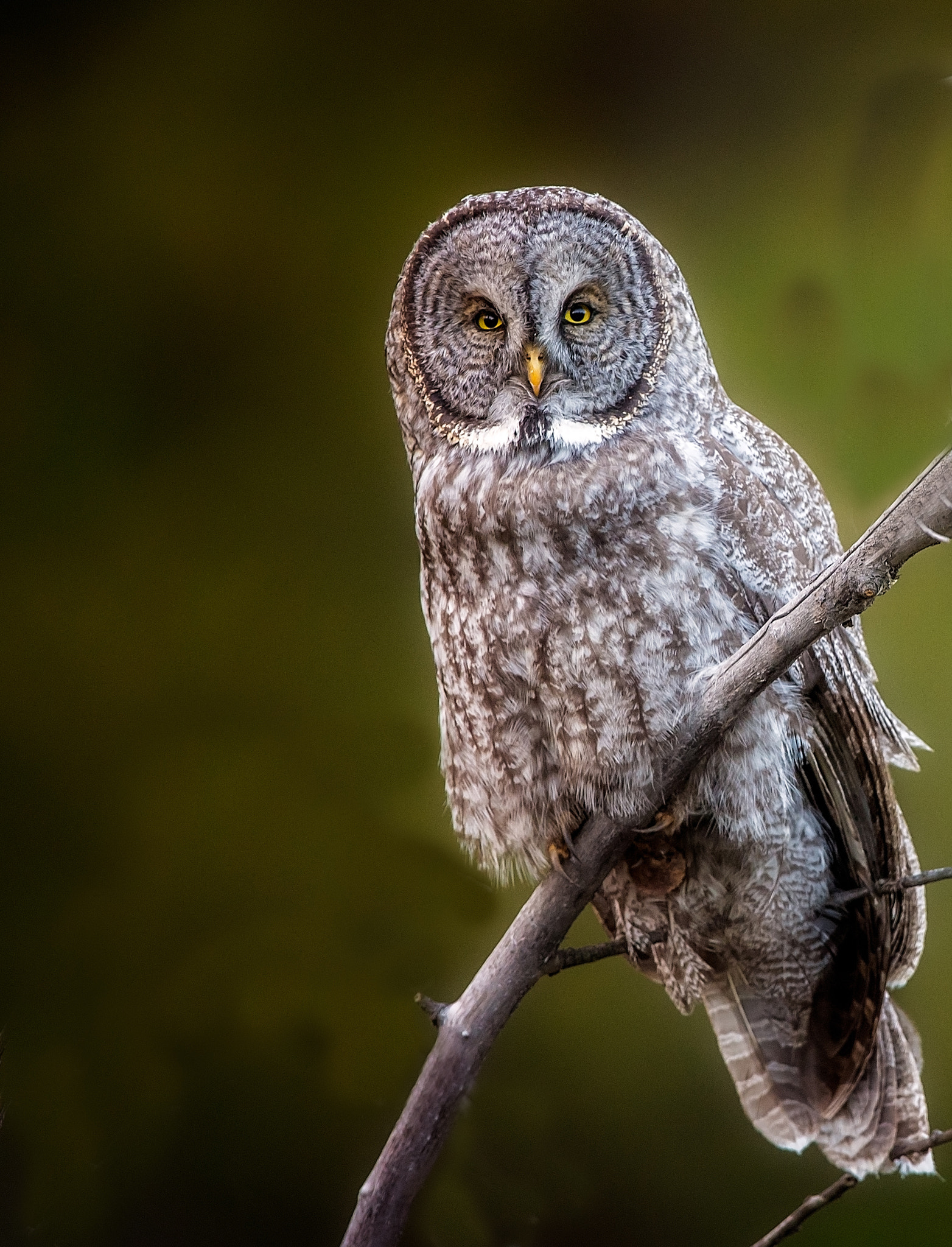 Nikon D5 + Nikon AF-S Nikkor 600mm F4G ED VR sample photo. Great grey owl photography